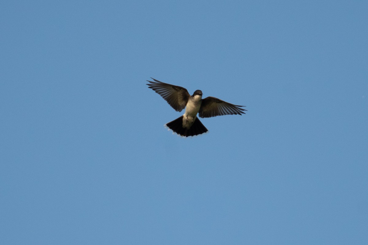 Eastern Kingbird - ML451880061
