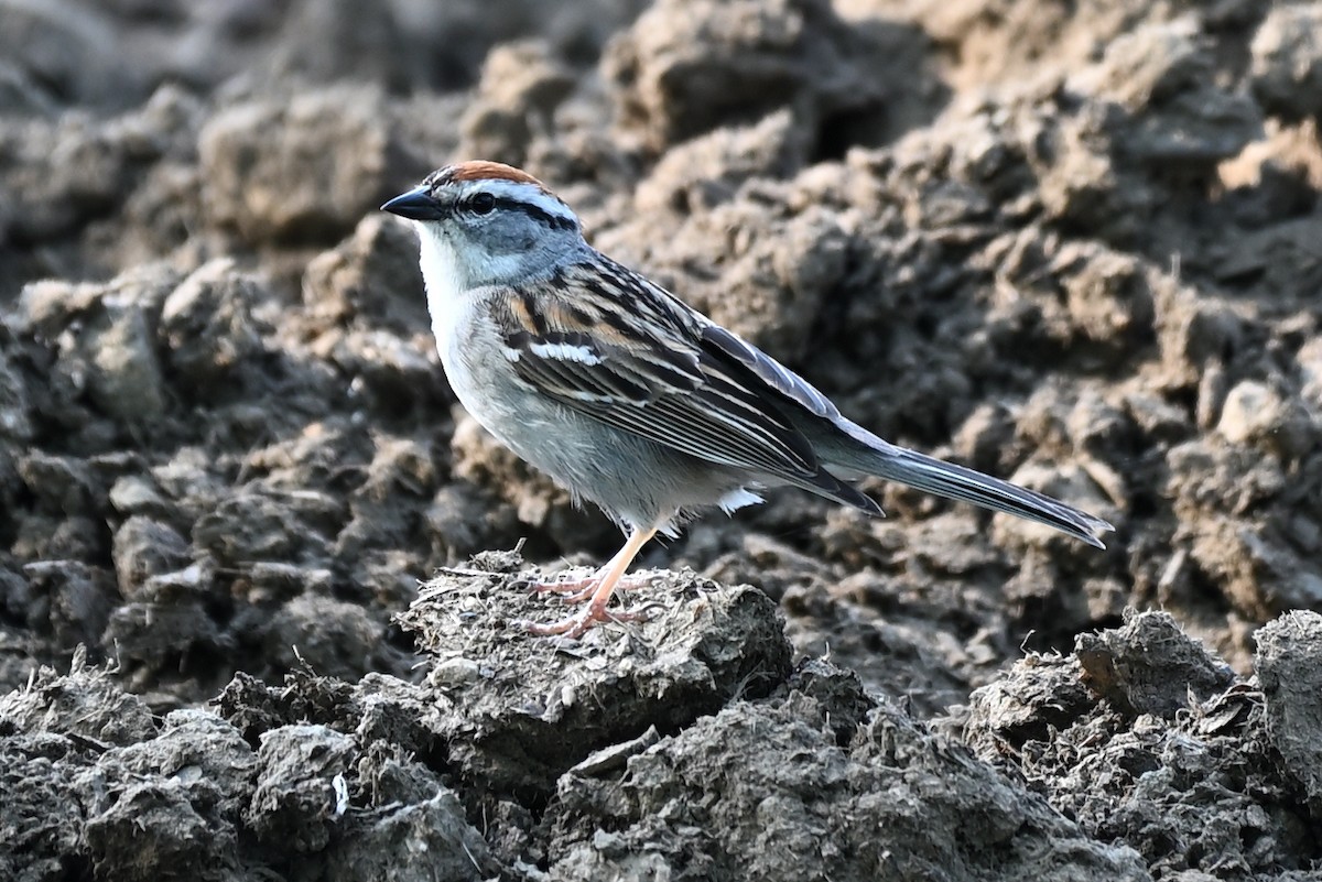 Chipping Sparrow - ML451880271