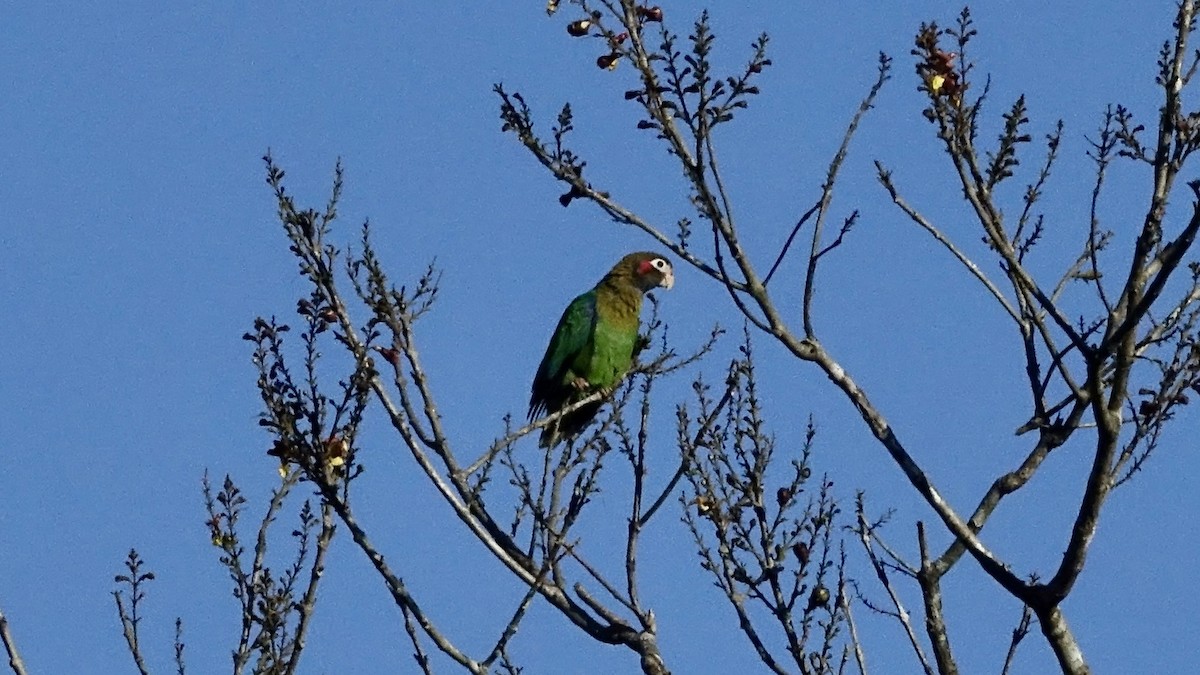 Brown-hooded Parrot - ML451882371