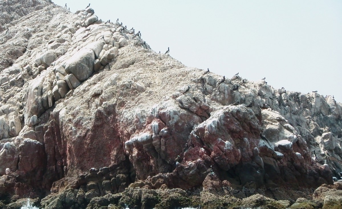 Brown Booby - ML451883671