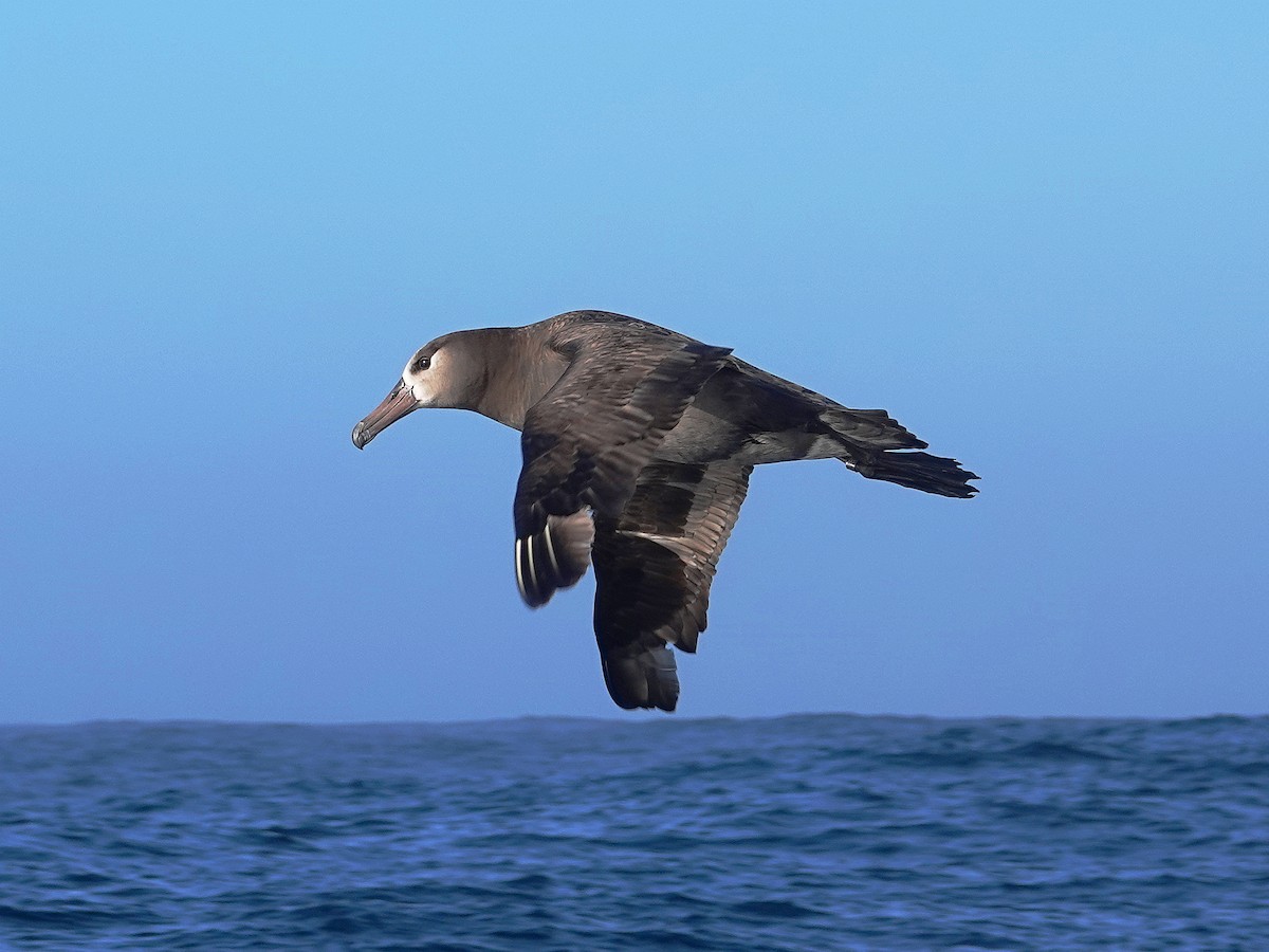 albatros černonohý - ML451883781