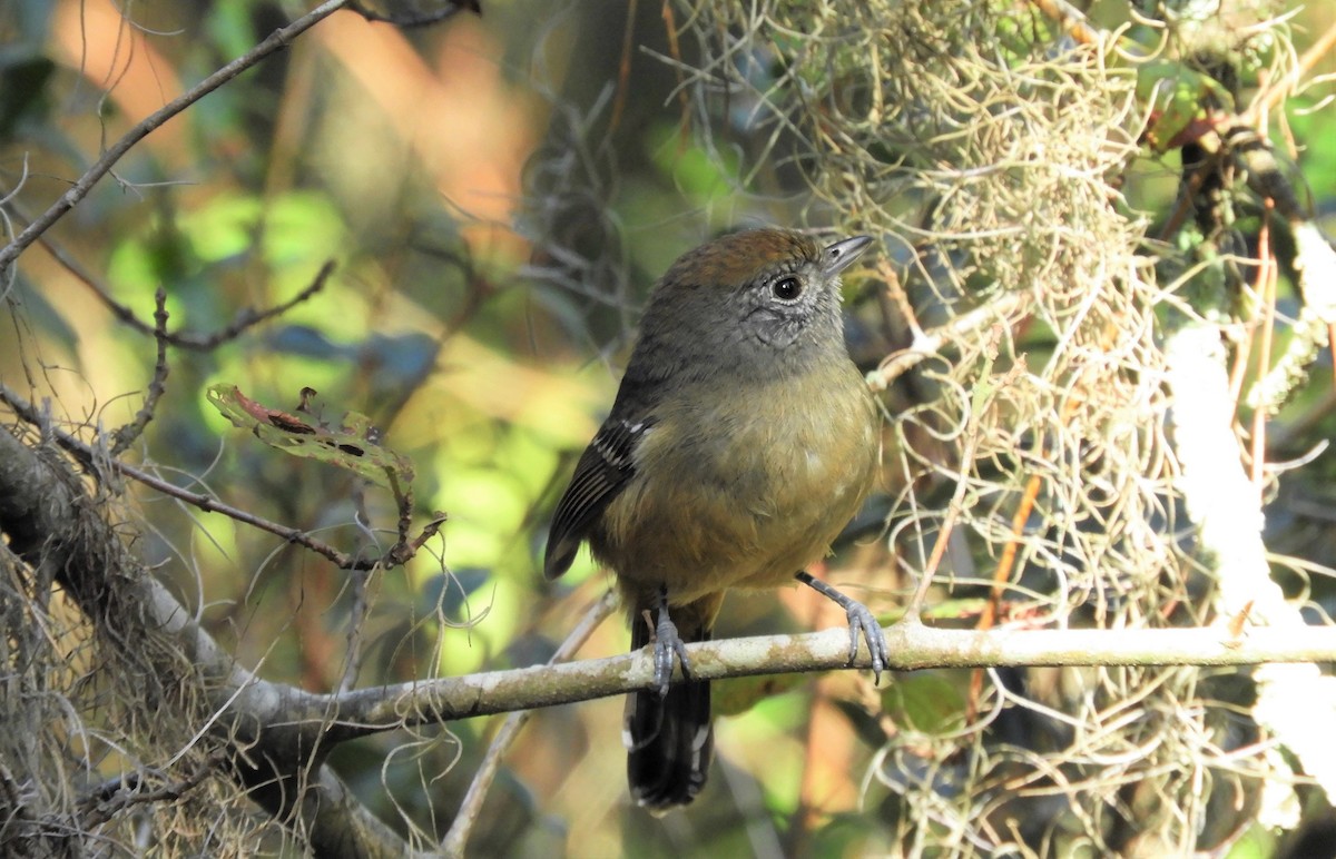 Variable Antshrike - ML451884571