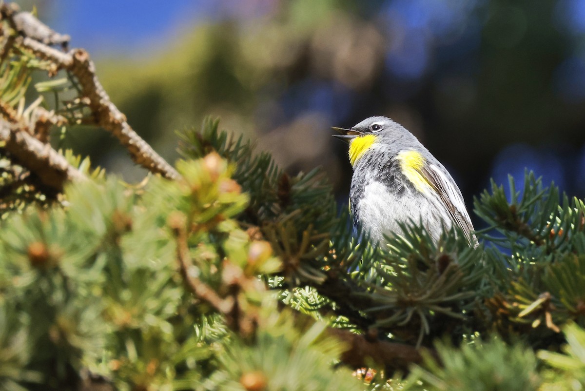 Yellow-rumped Warbler (Audubon's) - ML451884721