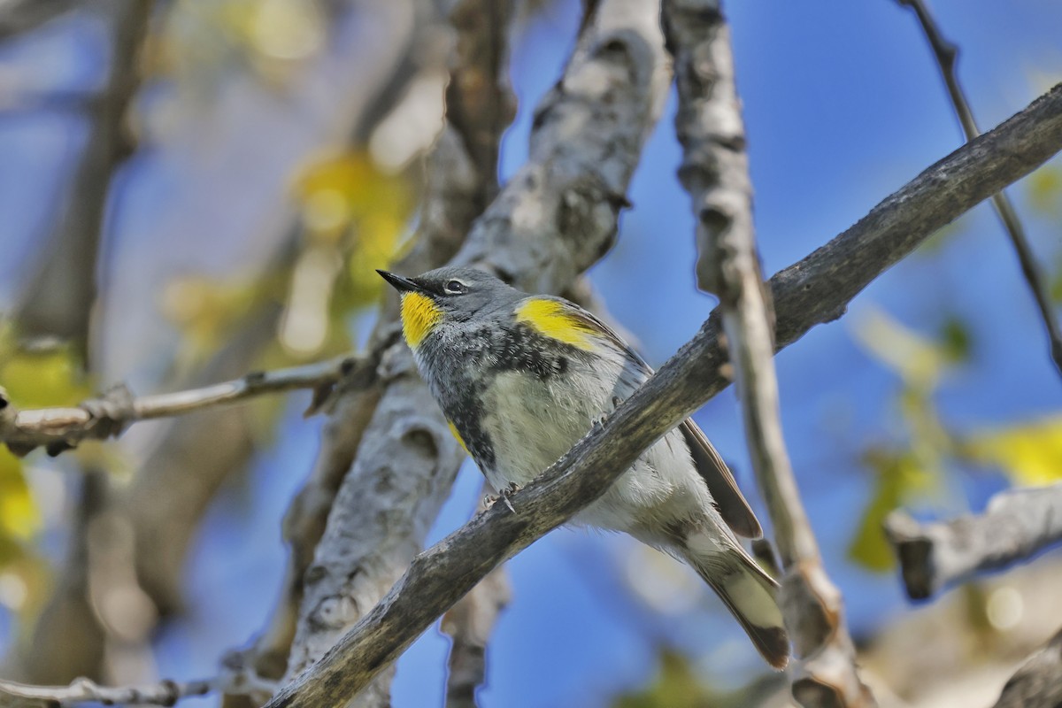 Yellow-rumped Warbler (Audubon's) - ML451884741