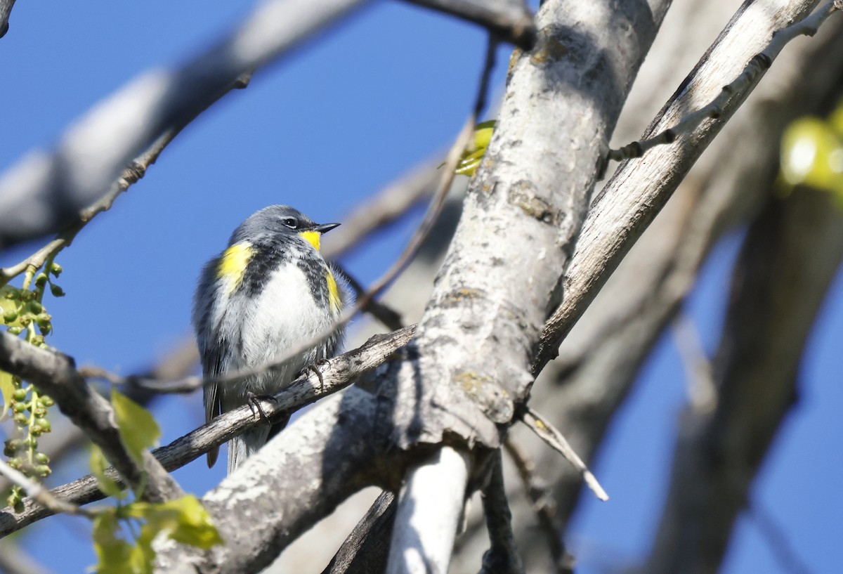 Yellow-rumped Warbler (Audubon's) - ML451884751