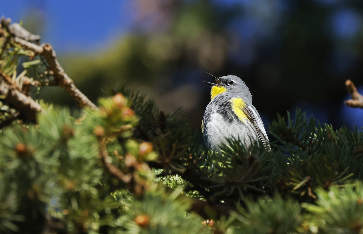 Yellow-rumped Warbler (Audubon's) - ML451884771