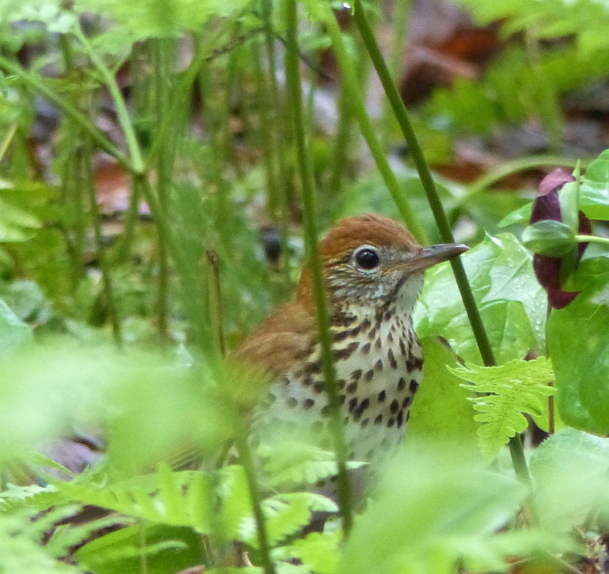 Wood Thrush - ML451885181