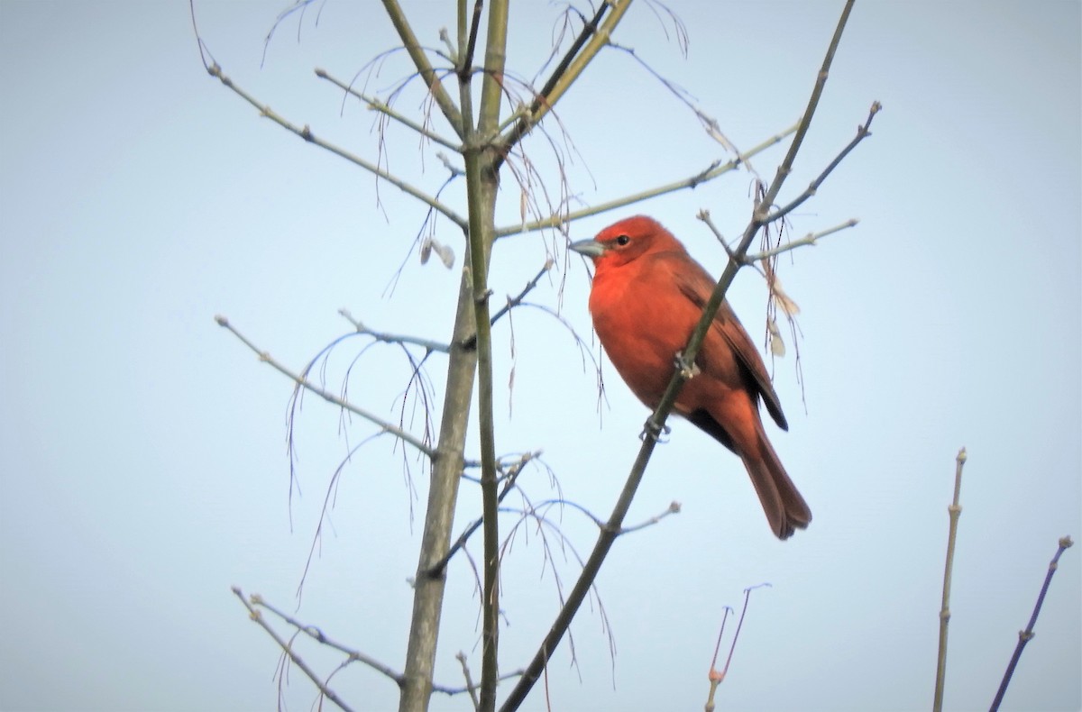 Hepatic Tanager - ML451886031