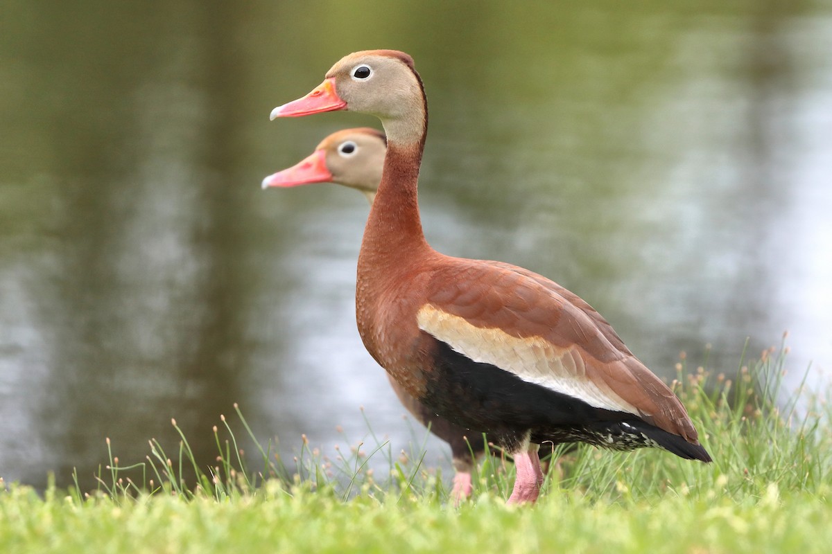 Black-bellied Whistling-Duck - ML451886131