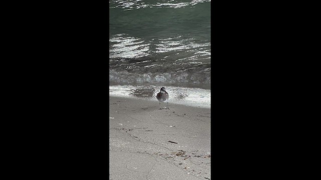 Red-necked Phalarope - ML451886281