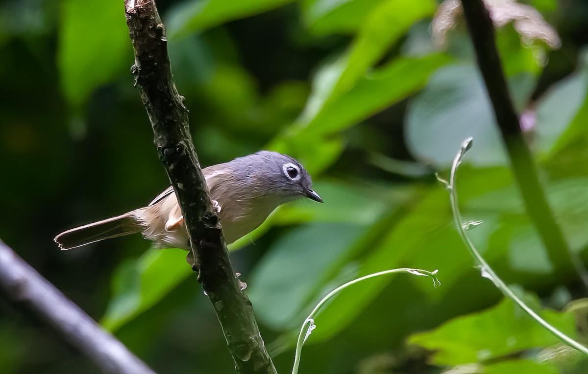 Morrison's Fulvetta - ML451886441