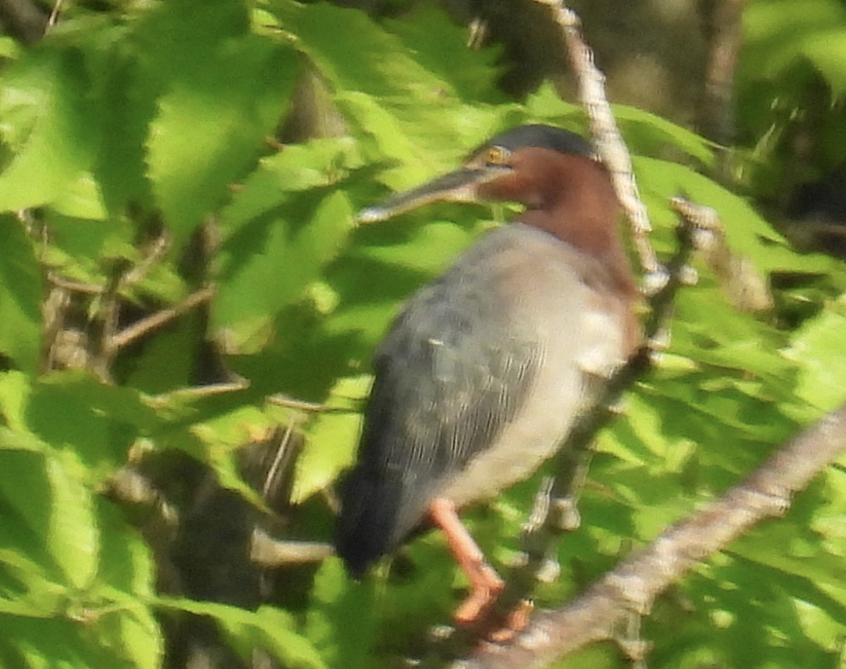 Green Heron - ML451887971