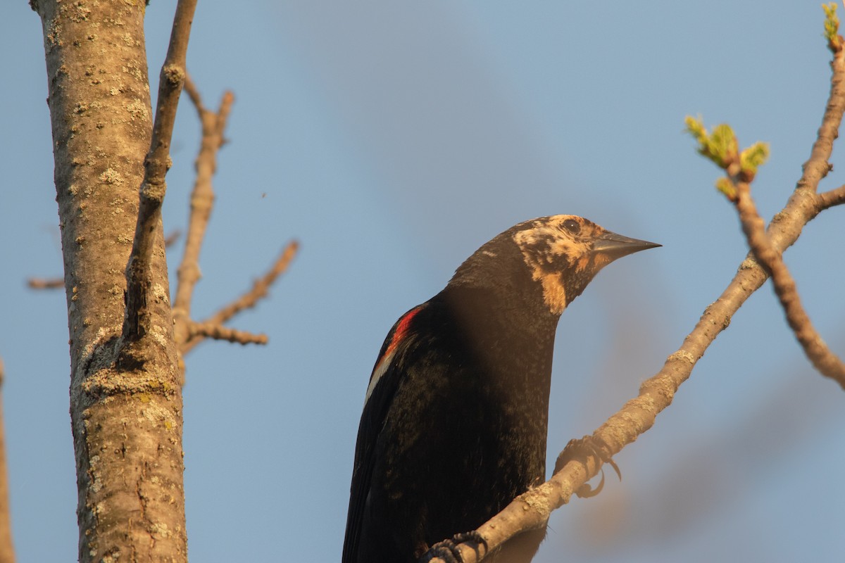 Red-winged Blackbird - ML451888301