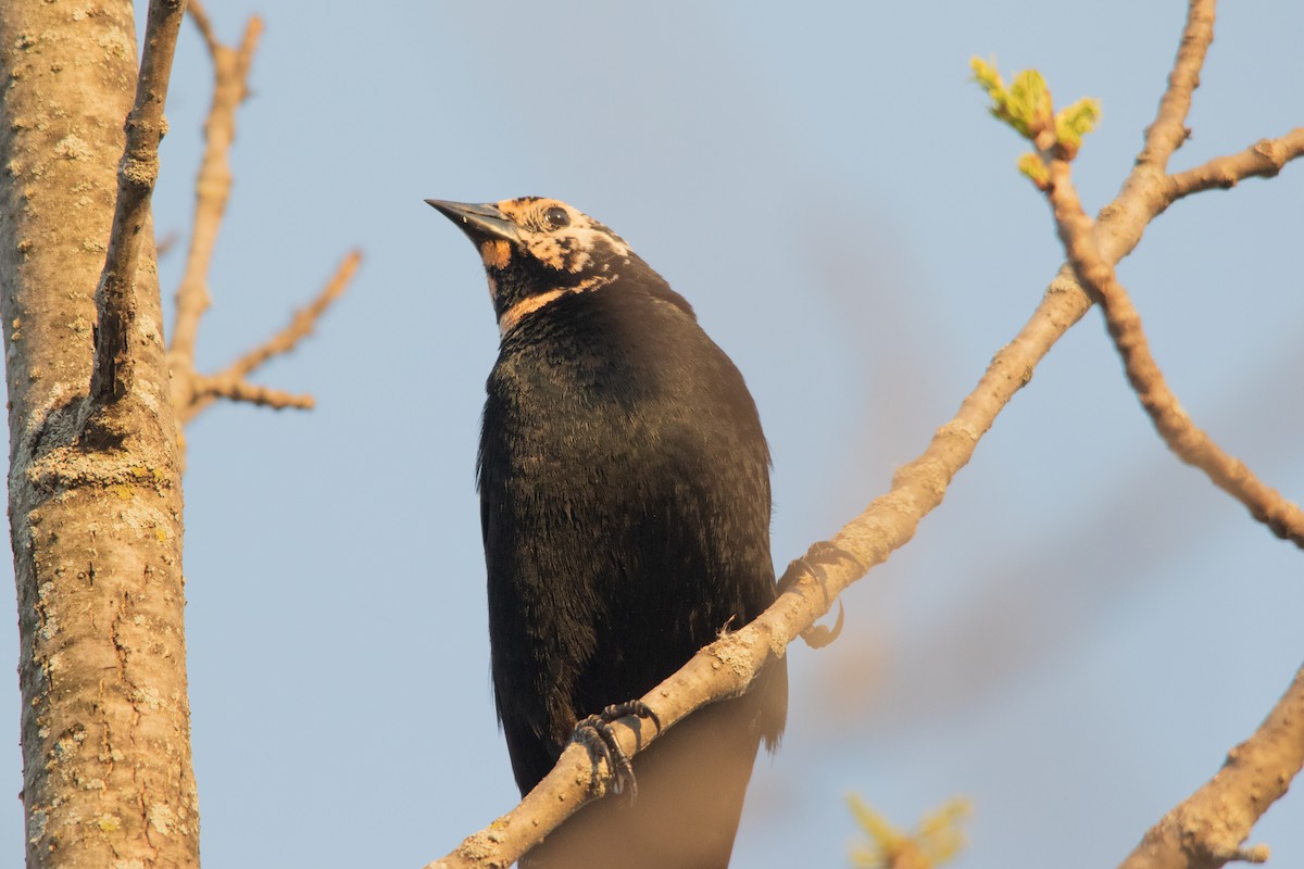 Red-winged Blackbird - ML451888311