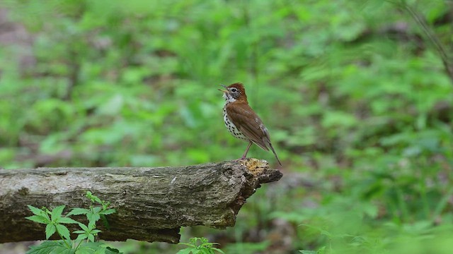 Wood Thrush - ML451888361