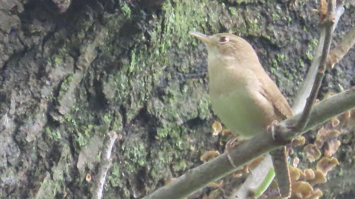 House Wren - Vineeta Dixit