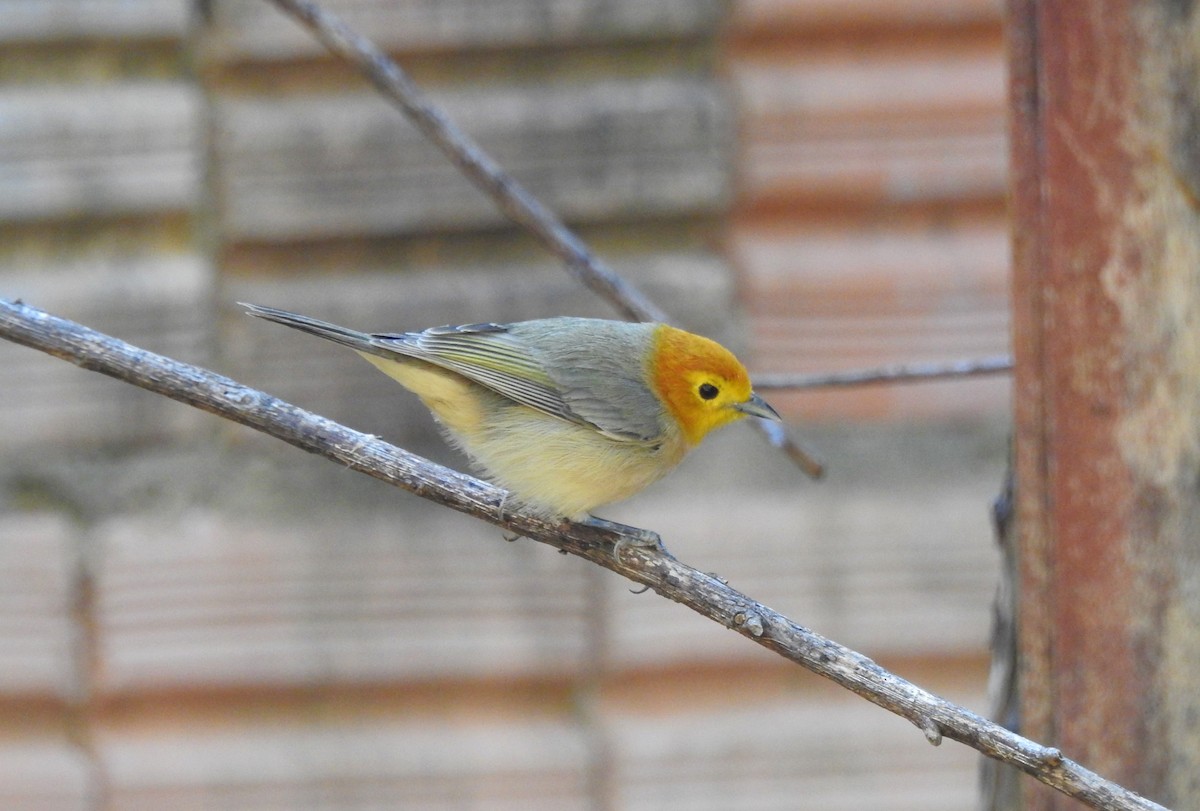 Orange-headed Tanager - ML451894551