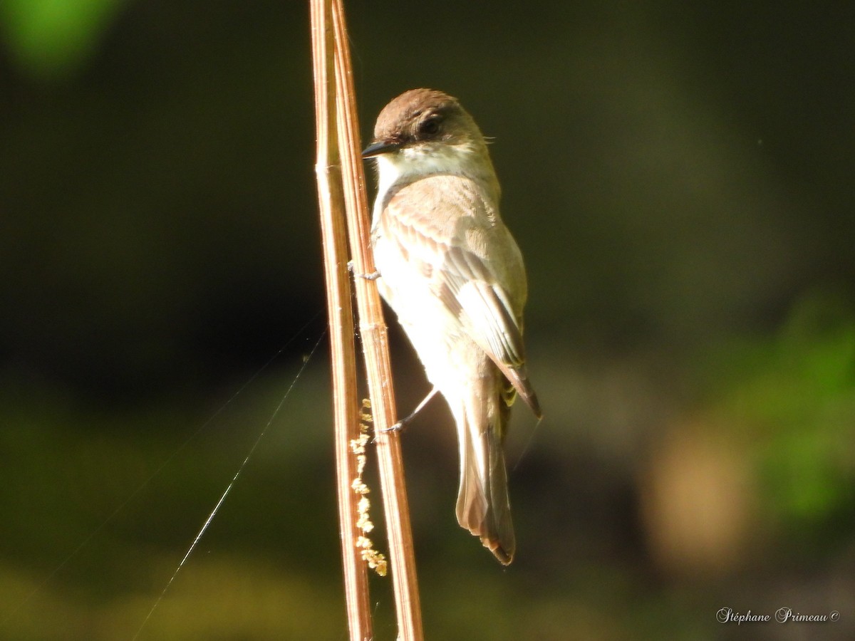 Eastern Phoebe - ML451895031