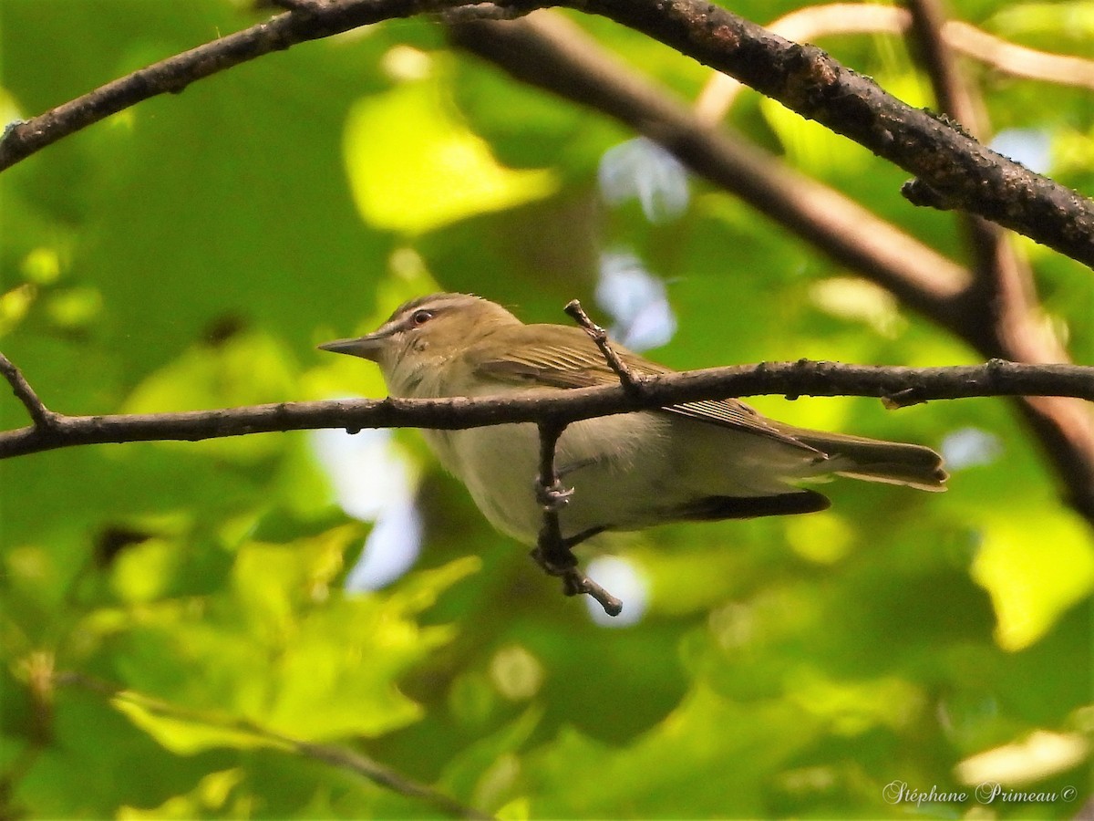 Red-eyed Vireo - ML451895271