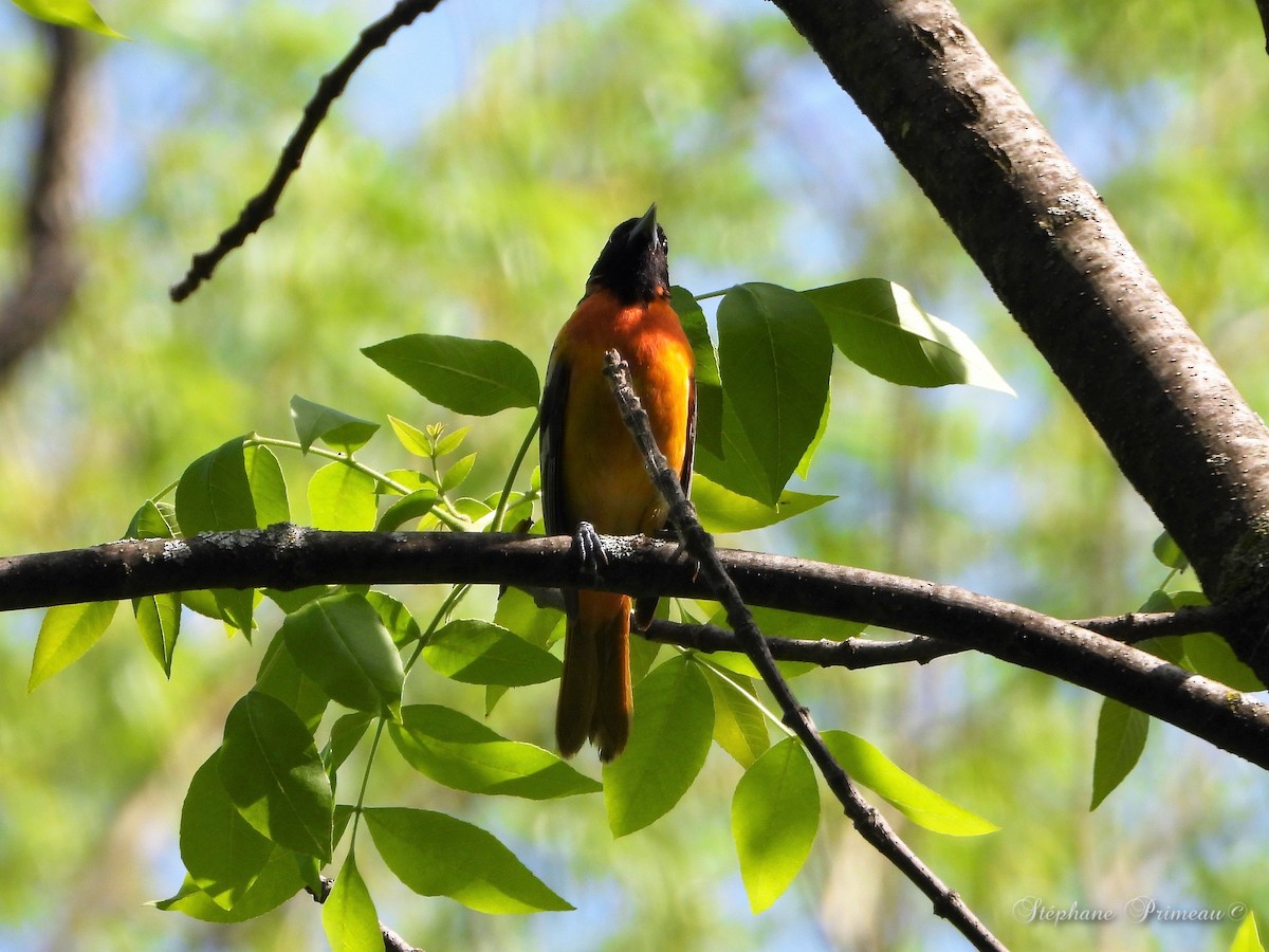 Baltimore Oriole - ML451895391