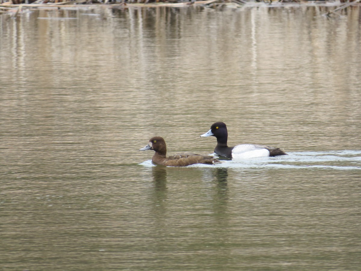 Lesser Scaup - ML451895901