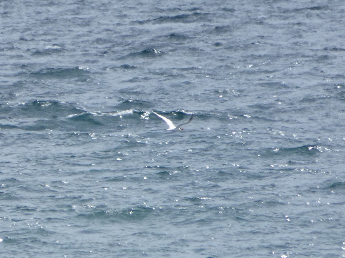 Caspian Tern - ML451897041