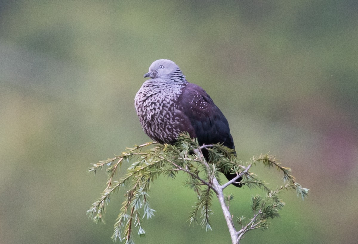 Speckled Wood-Pigeon - Sathyan Meppayur