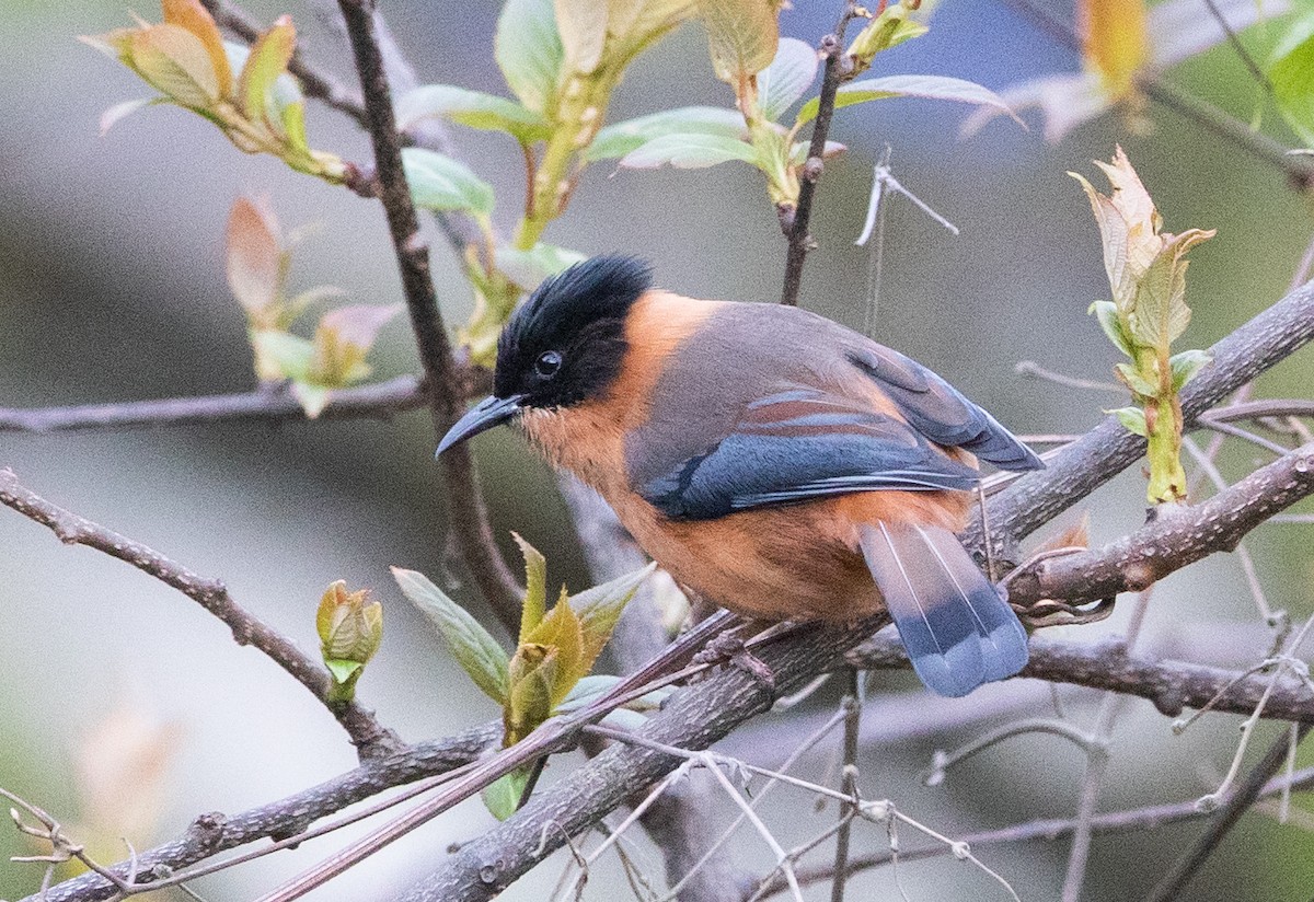 Rufous Sibia - ML451898251