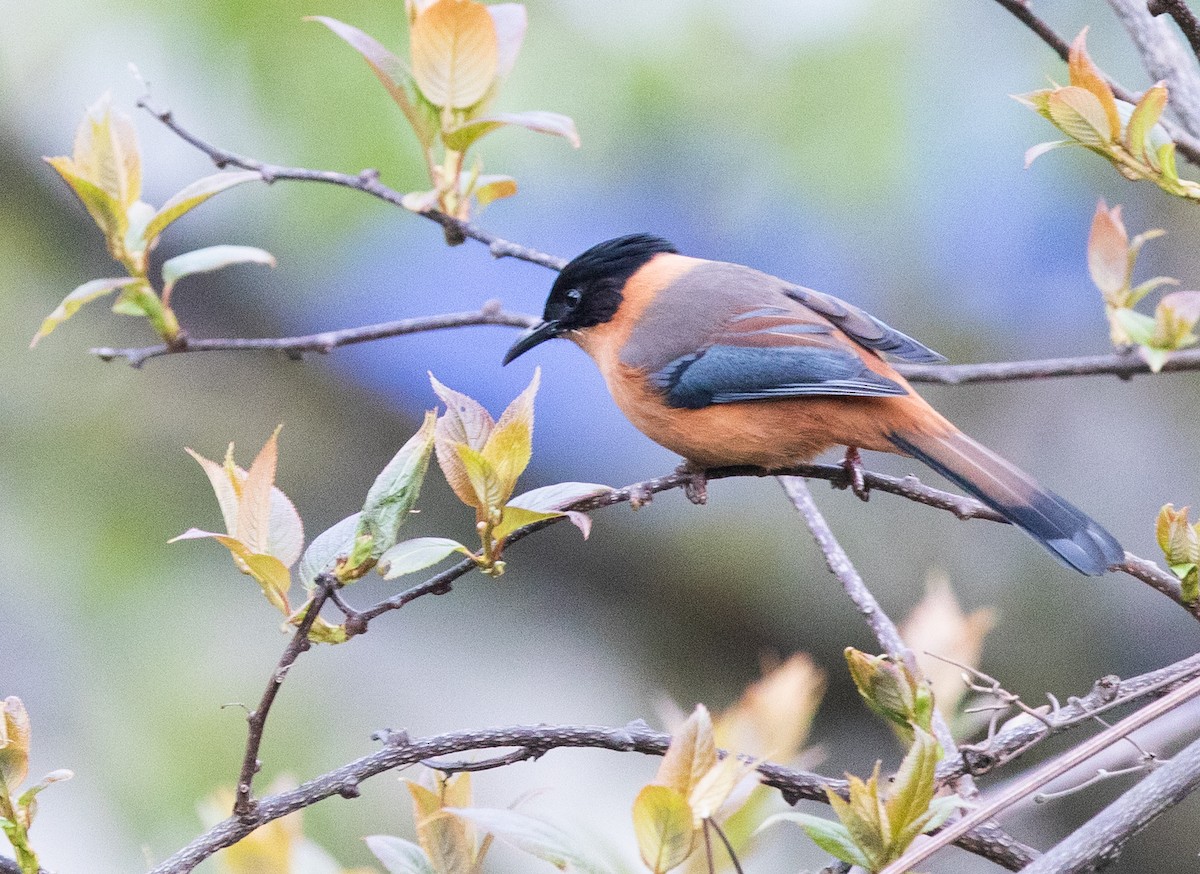 Rufous Sibia - ML451898261
