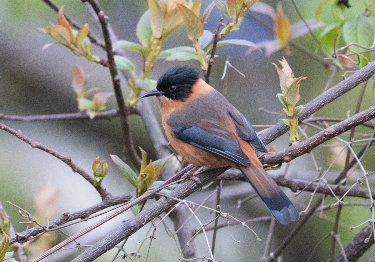 Rufous Sibia - ML451898281