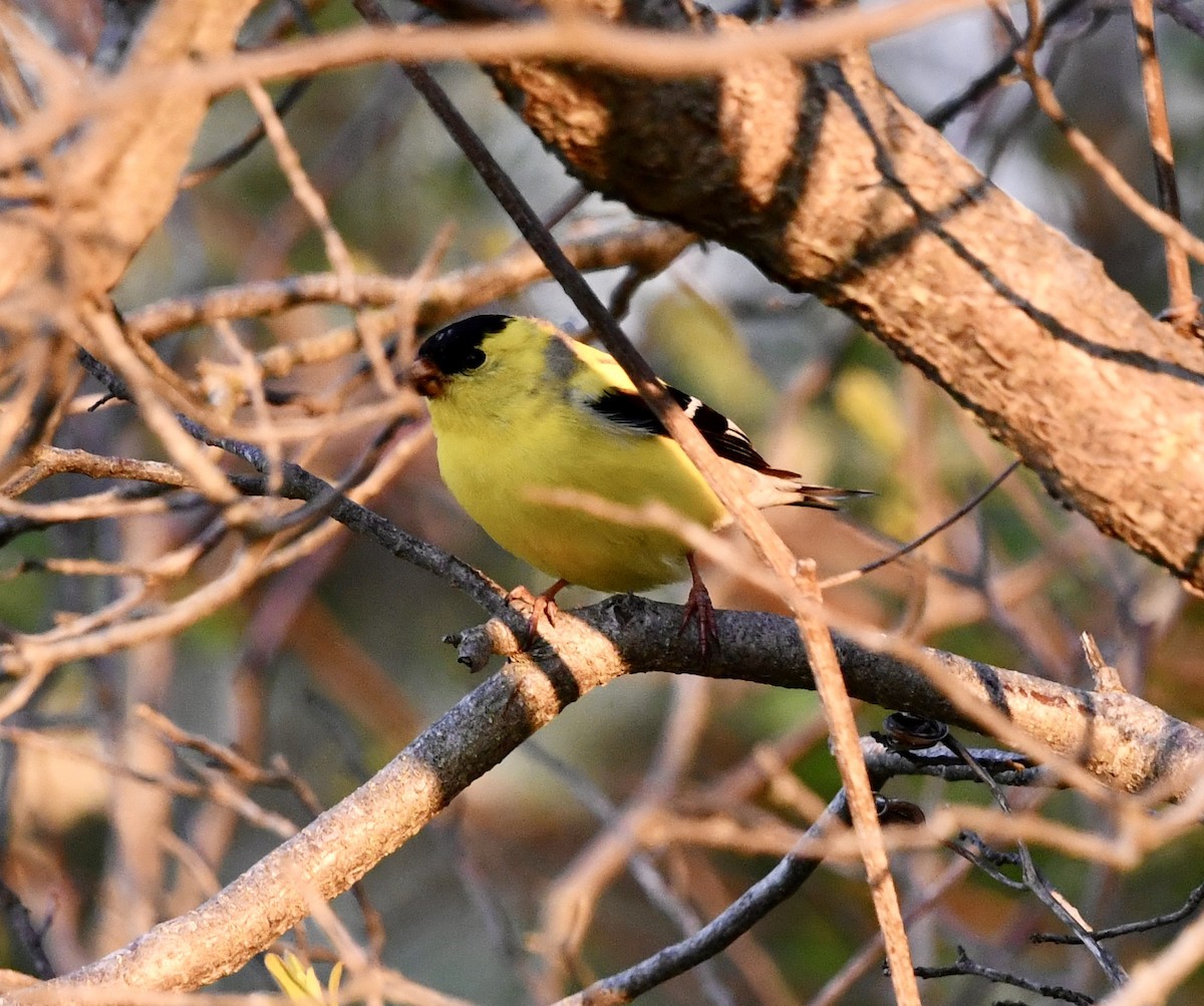 American Goldfinch - ML451898691