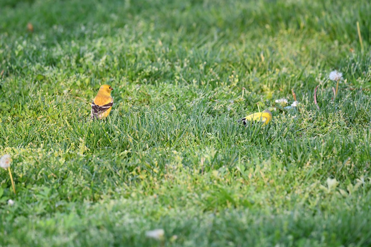 American Goldfinch - ML451898761