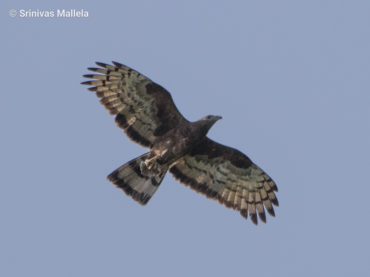 Oriental Honey-buzzard - ML451899351