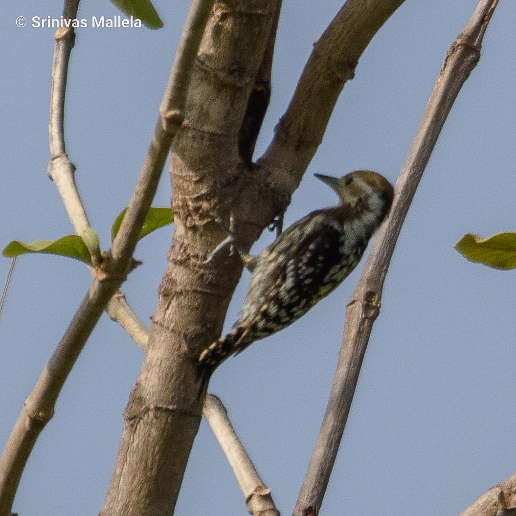 Yellow-crowned Woodpecker - Srinivas Mallela