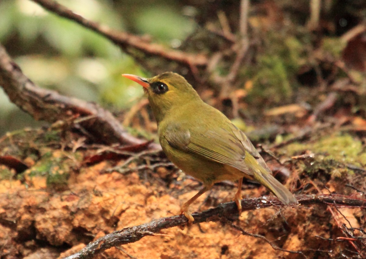 Mountain Black-eye - ML45189961