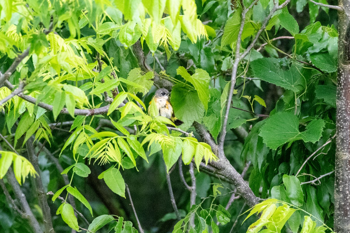 American Redstart - ML451900111