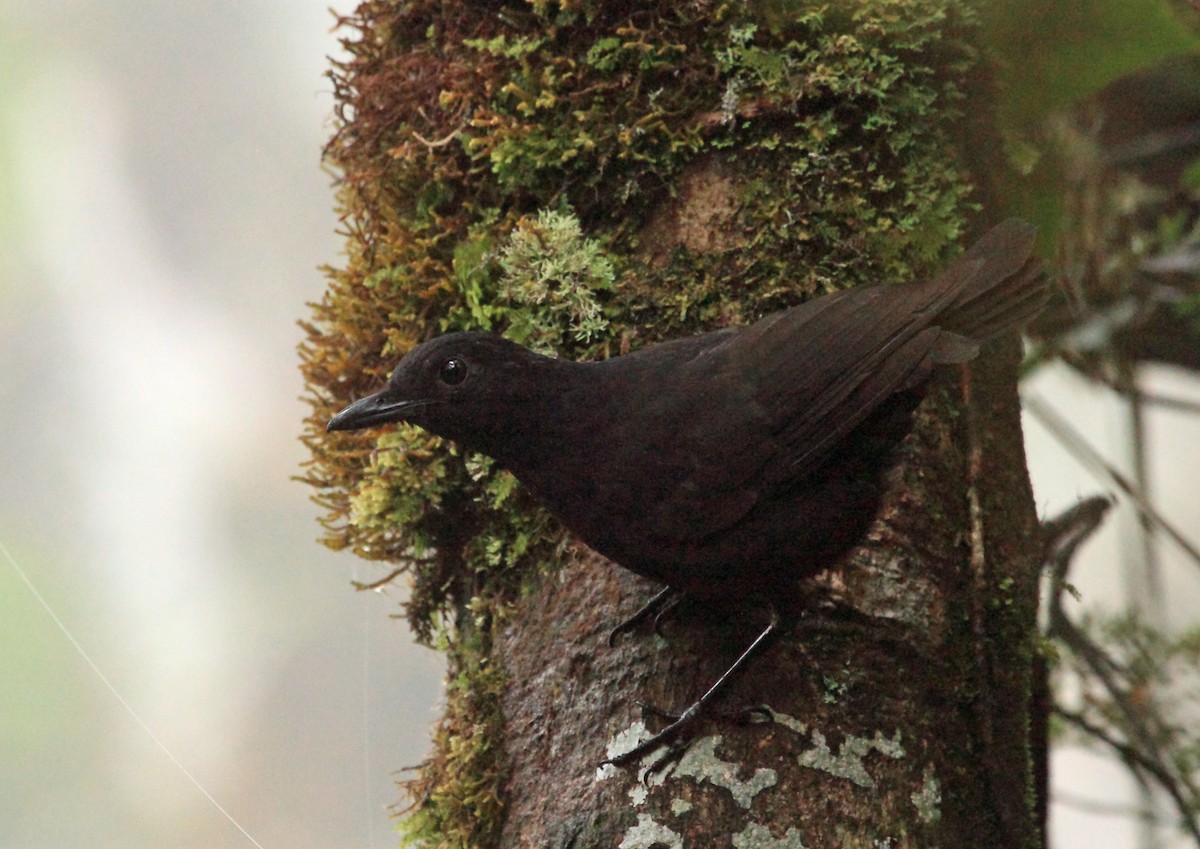 Bornean Whistling-Thrush - ML45190031