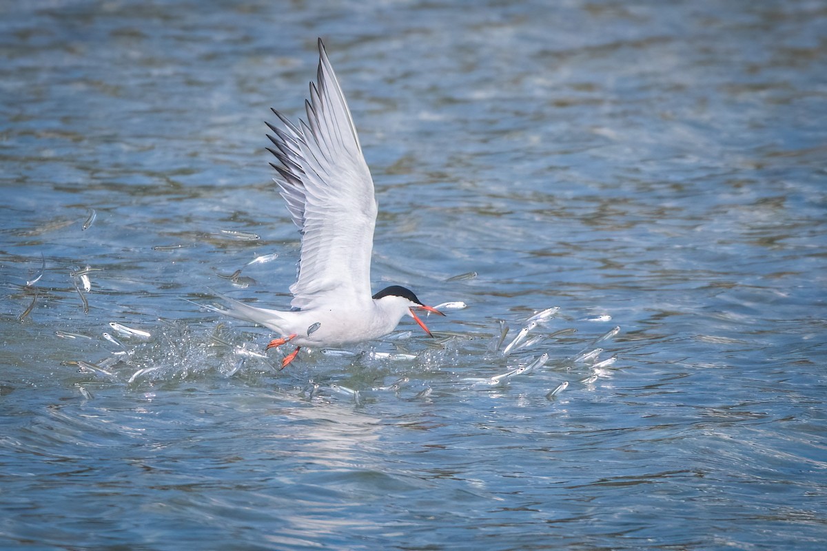 Common Tern - ML451900661