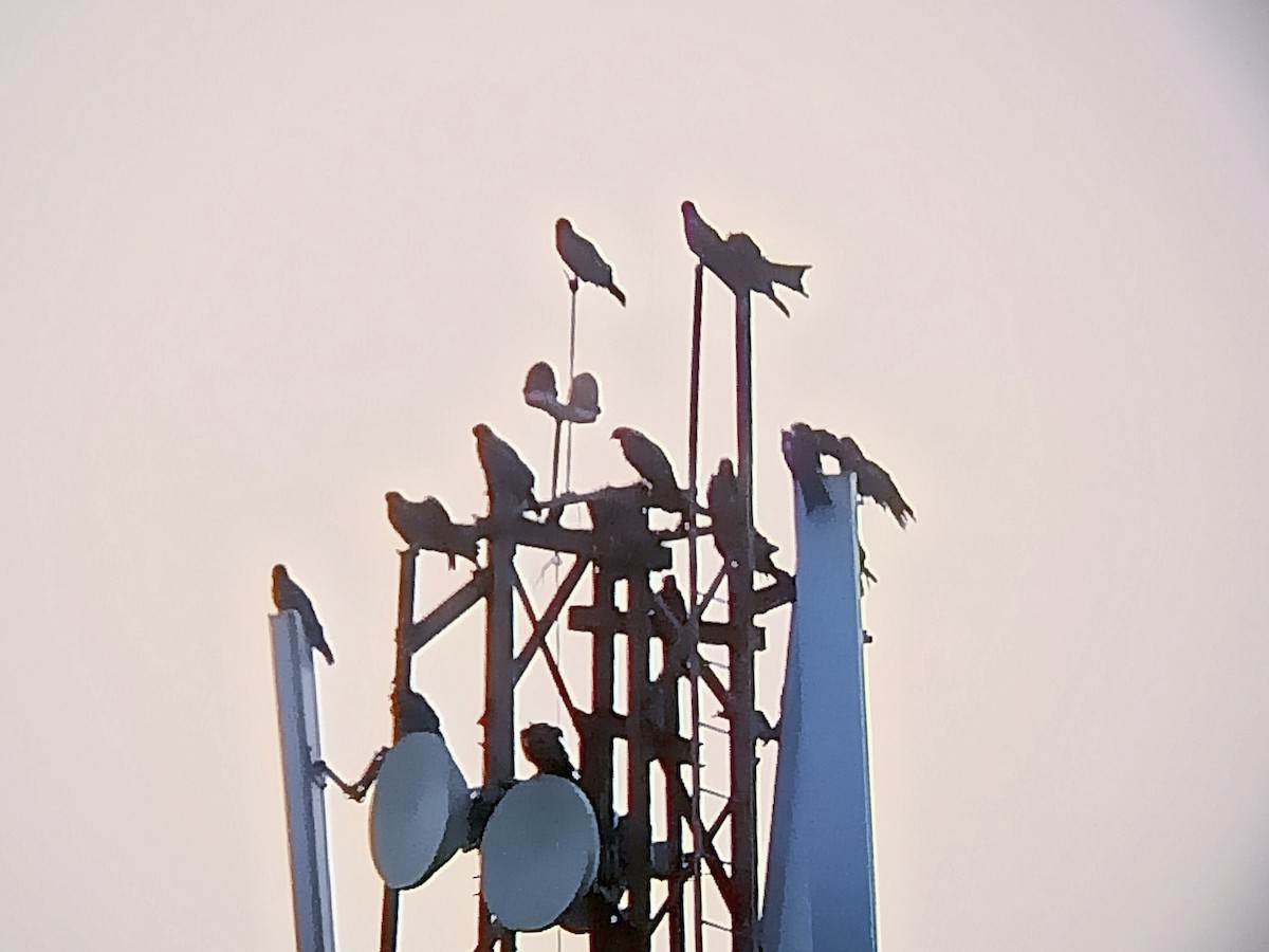 Black Kite - ML451900761