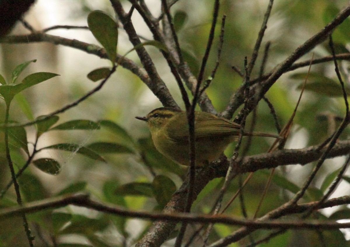 Mountain Leaf Warbler - ML45190111