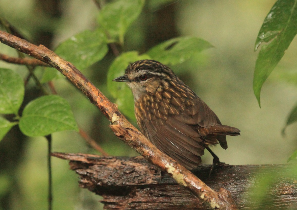 Mountain Wren-Babbler - ML45190151