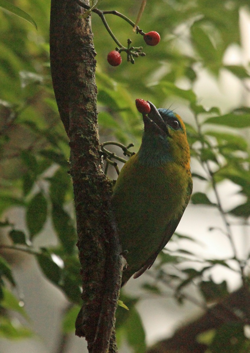 Golden-naped Barbet - ML45190191