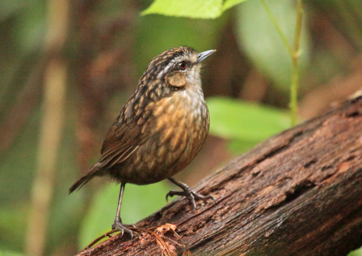 Mountain Wren-Babbler - Nigel Voaden