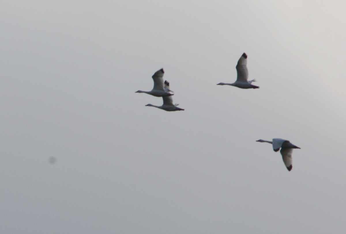 Coscoroba Swan - João Gava Just