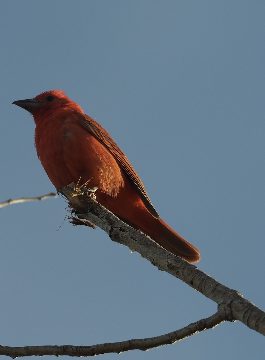 Summer Tanager - ML451903211