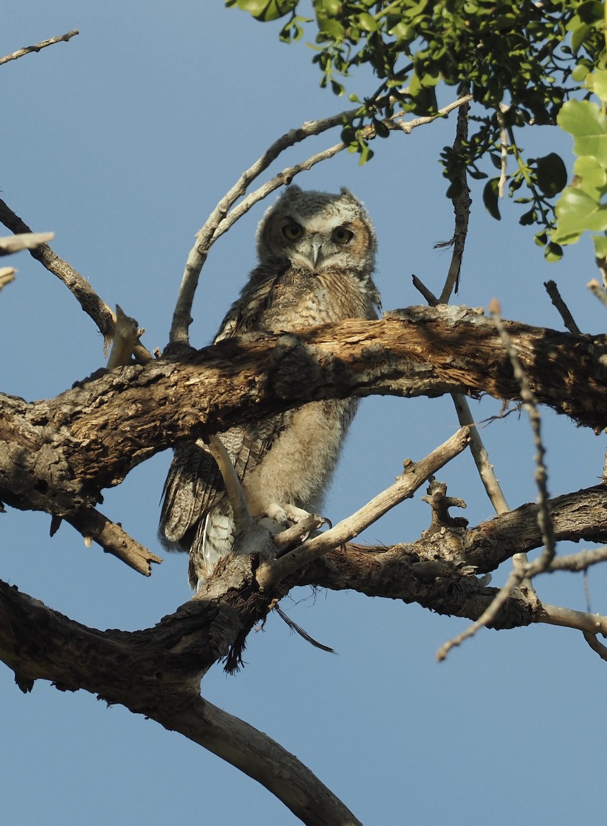 Great Horned Owl - ML451903271