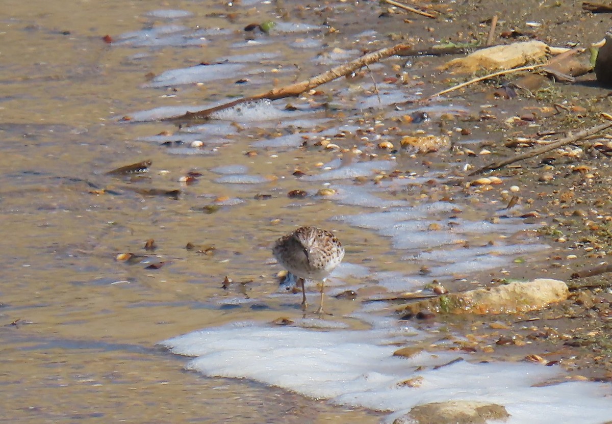 Least Sandpiper - ML451903501