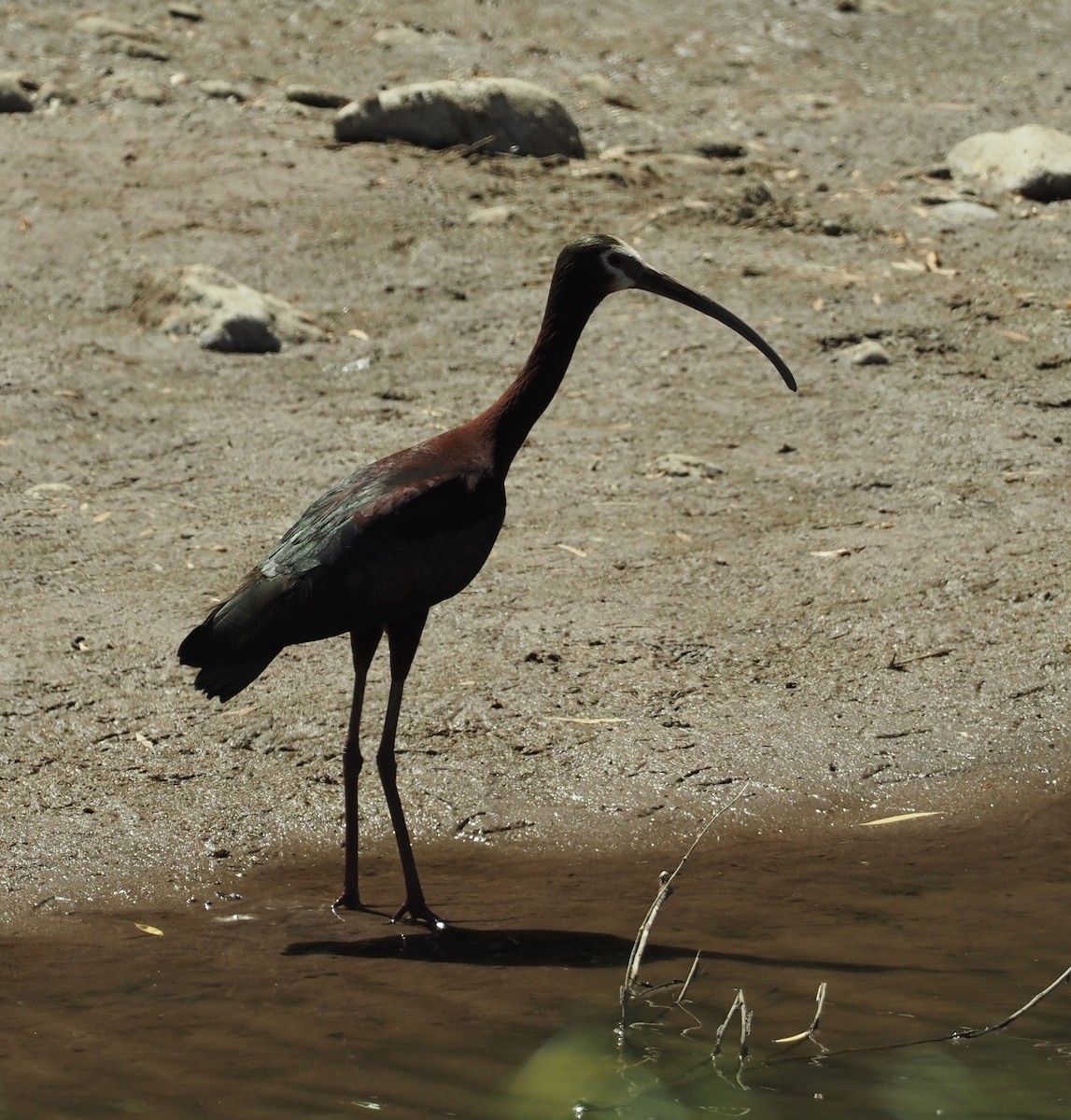 White-faced Ibis - ML451903731