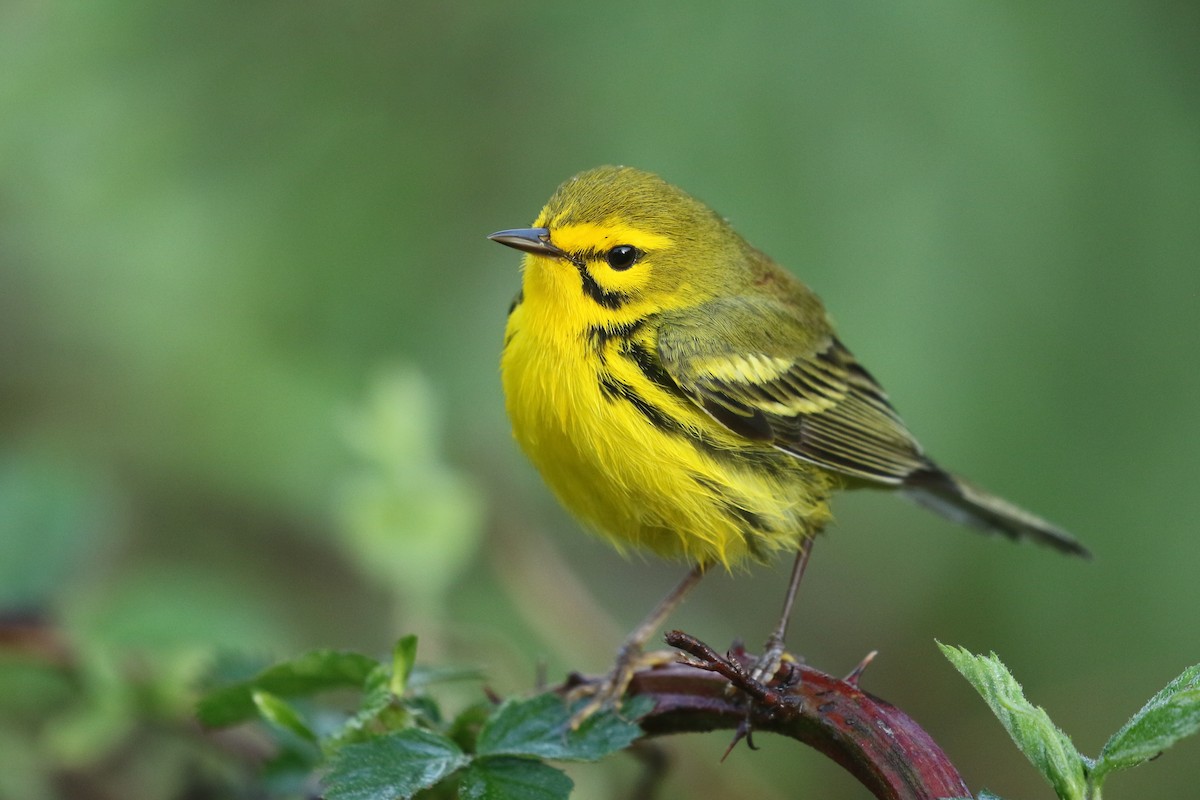 Prairie Warbler - ML451903771