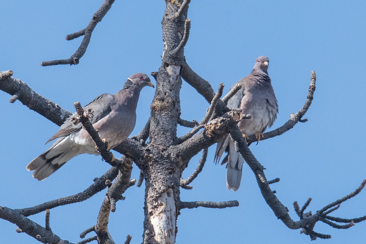 Band-tailed Pigeon - Jeff Bleam